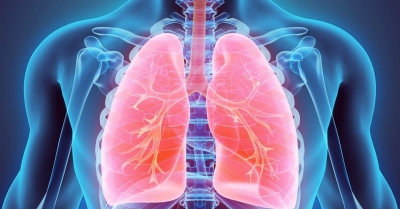 Cientistas descobriram uma função secreta dos pulmões