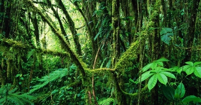 Greenpeace e mais 50 instituições reagem ao uso de Offsets Florestais no Brasil.