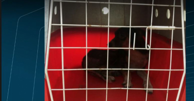 Resgate de cão provoca fechamento da ponte Rio-Niterói nos dois sentidos