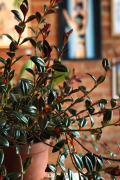 Guia com dicas práticas para cuidar de plantas que não precisam de sol
