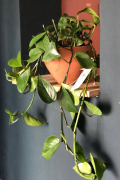 Guia com dicas práticas para cuidar de plantas que não precisam de sol