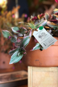 Guia com dicas práticas para cuidar de plantas que não precisam de sol