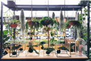 Guia com dicas práticas para cuidar de plantas que não precisam de sol