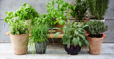 5 plantas e ervas perfeitas para infusões e compressas que você pode ter em casa